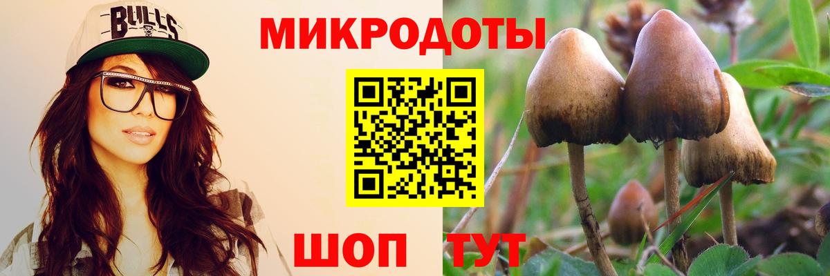 Волхов  Псилоцибиновые грибы Psilocybe  Вход с VPN  Псилоцибиновые грибы GOLDEN TEACHER 